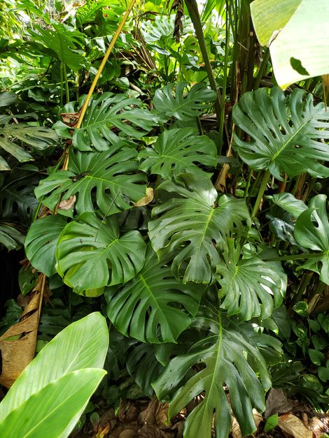 Split-Leaf Philodendron, Ceriman, Monstera, Cutleaf Philodendron, Swiss Cheese Plant, Hurricane Plant, Mexican Breadfruit, Monstera deliciosa